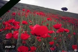 سید محمد مهدی نبوی*