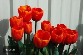 علی جان شاهمرادی