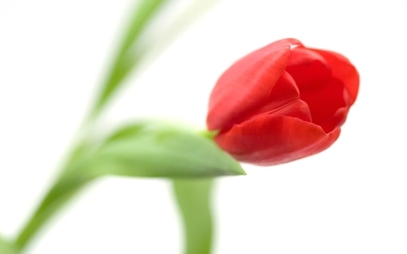 محمد رضا خورده چی