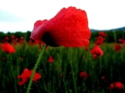 محمد علی کمری