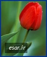 ایران حیدری نسب