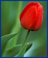 مهین پاک رفتار